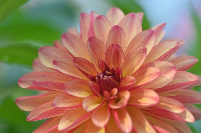 Dahlia 'Gitts Crazy'