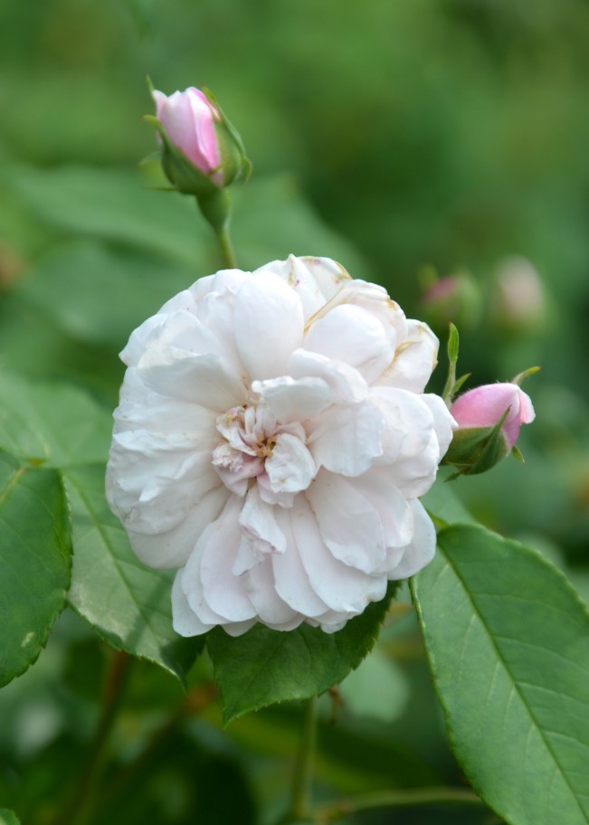 Blush Noisette Rose and two perfect buds  in the Rose Garden at Wyck