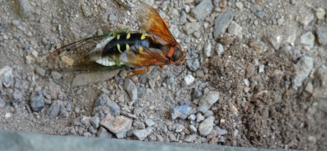 "This one heavy Cicada"