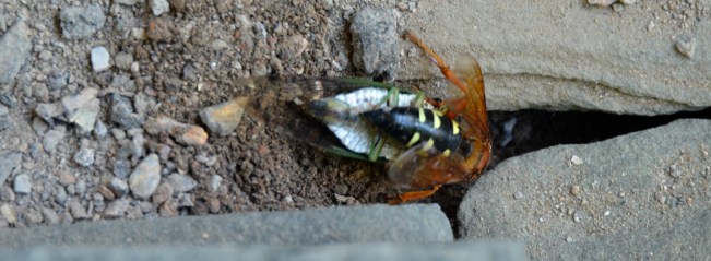 "Maybe I should have dug a bigger hole"