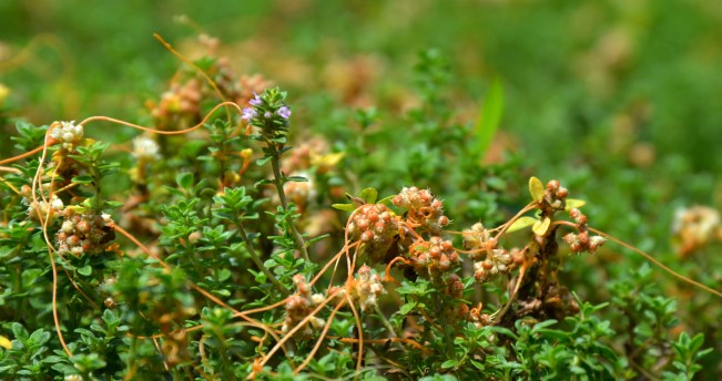 Close up view of the developing seeds. Dodder has a five petaled white flower that is said to be fragrant in the evening.