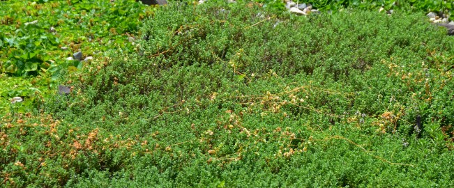 I noticed the plant this morning as orangey strands across Thymus 'Archers Gold'