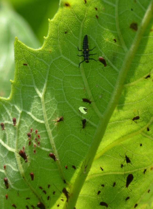 The larger insect at the top is a larva of a ladybug- an aphid eating machine - do not squash this one it is a beneficial insect.