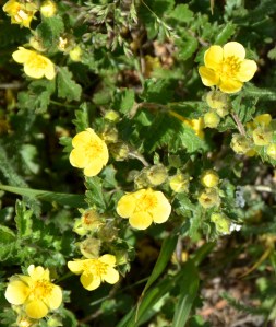 Alpine Avens is abundant in the Alpine Tundra ecosystem of the higher Rocky Mountains in Colorado. The plant five yellow petals and five sepals. Foliage is ferny and dissected. Height is shorter in more exposed locations.