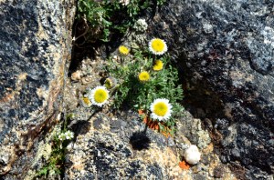 Erigeron compositus or Dwarf mountain/cut-leaved fleabane was first collected in America by Lewis and Clark on their expedition across the continent.  Notice that the ray florets are shorter than in some members of this species.  Also present  (bottom left) a tiny saxifrage - Saxifraga caespitosa, the tufted alpine saxifrage