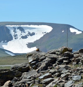 Yellow-Bellied Marmot sunning itself on the rocks at Rock Cut near the Trail Ridge Road in the Rocky Mountain National Park, CO