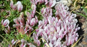 Trifolium nanum or Deer Clover is a member of the Pea family (Fabaceae). At about one inch tall it is easy to overlook.