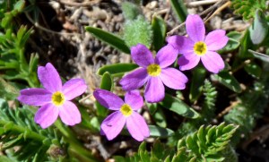 Primula angustifolia or Alpine Primrose is another minute treasure. This plant is sometimes called Fairy Primrose and standing at just two inches high it is easy to see why.