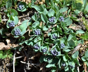 Gardening on the East Coast of America makes identification of western wildflowers a real challenge, but I was sure that this was a Mertensia, closely related to our Eastern Virginia Bluebells. This is a smaller plant called Mertensia alpina, Alpine Bluebells, just about to open its flowers.