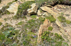 In the Alpine Tundra perennial plants form tufted cushions or mats of foliage. The height of the stem is usually only 1-3 inches but the roots are very long (measured in feet) to anchor the plant and provide moisture.