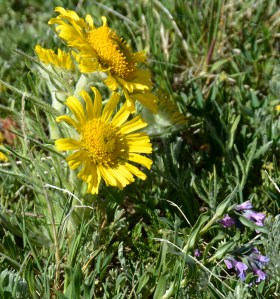 Old- man-of -the-mountain looking less like a white-bearded man and more like an Alpine Sunflower. The head of the over-sized flower faces towards the East away from the strong winds from the West. Mertensia alpina flowers opening bottom right.