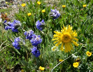 Rydbergia (large yellow composite flower) with the intensely blue/purple clustered flowers of Polemonium viscosum or Sky Pilot / Skunkweed. Sky Pilot is related to our Eastern American wildflower- Jacob's Ladder. Bottom right the small yellow Alpine Avens (Geum rossii / Acomastylis rossii turbinata).