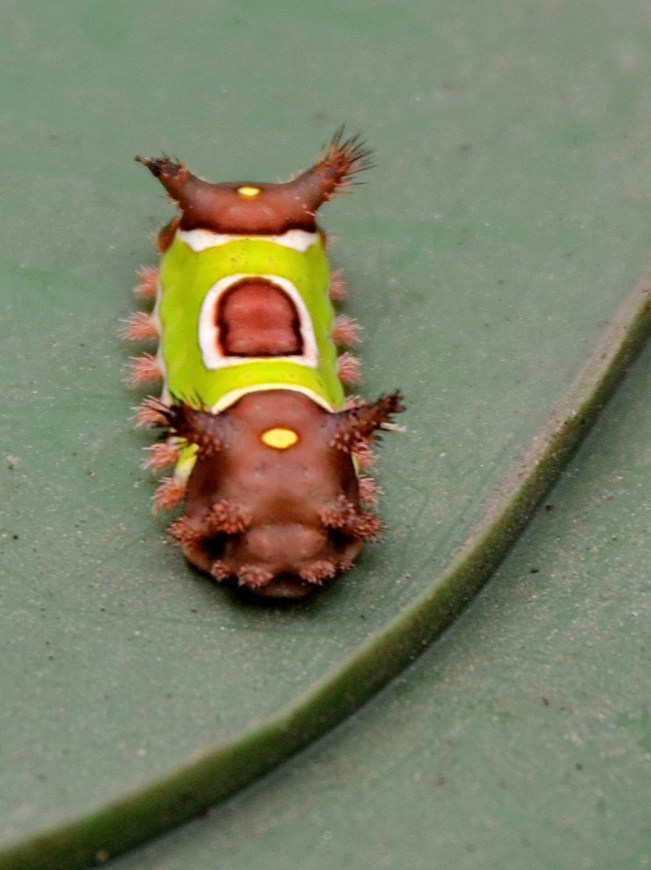The front end of the Saddleback Slug Caterpillar does not look so alarming