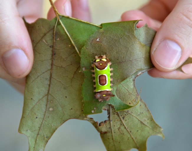 The bite marks show typical damage to leaves of this caterpillar. Caterpillar get bigger by molting/moulting their outer skin. Each stage is called an instar. This a later instar caterpillar. It has been feeding for about 4-5 months in the landscape.