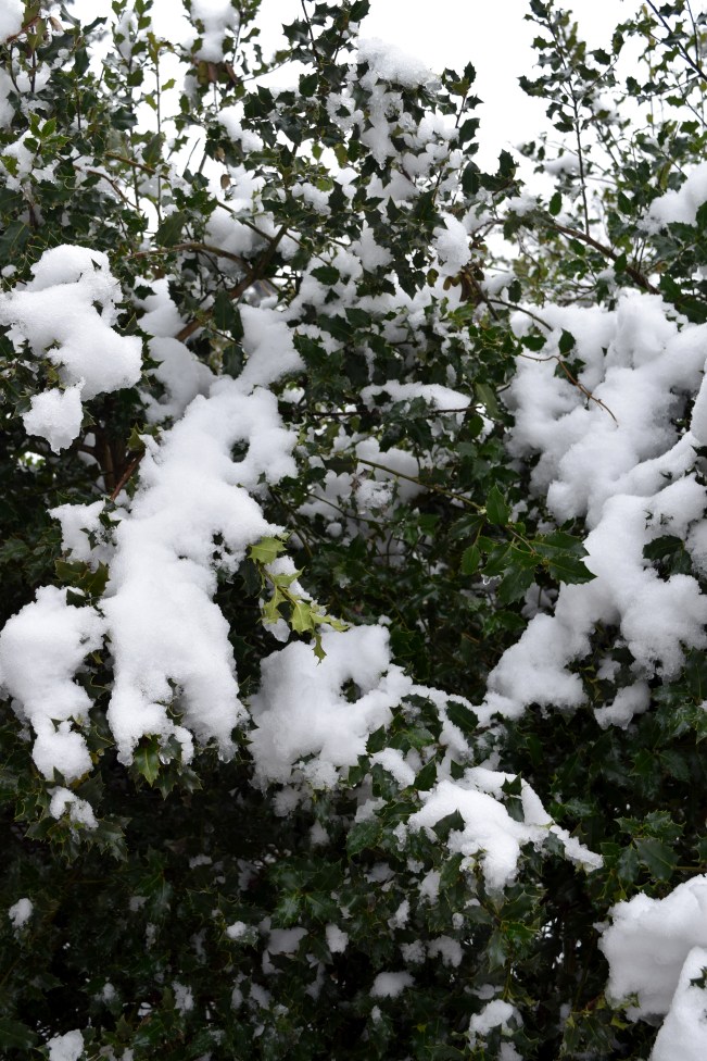 Evergreen Holly weighed down by a load of snow