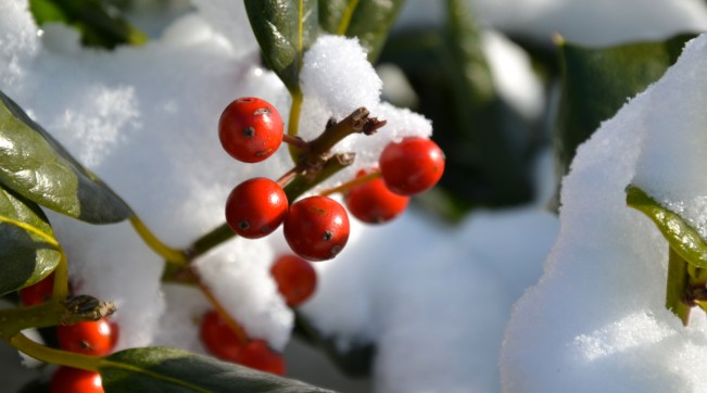 Holly berries January 3rd 2014