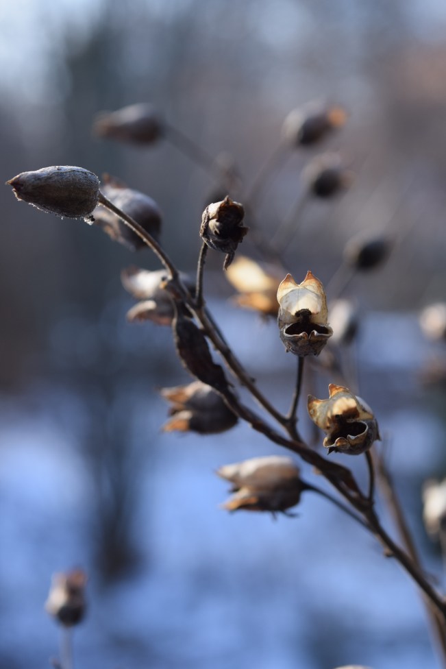 The weathered tawny seed heads of Nicotiana sylvestris or Flowering tobacco, against a snowy background