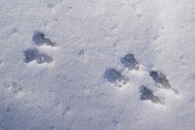 Animal footprints in the snow