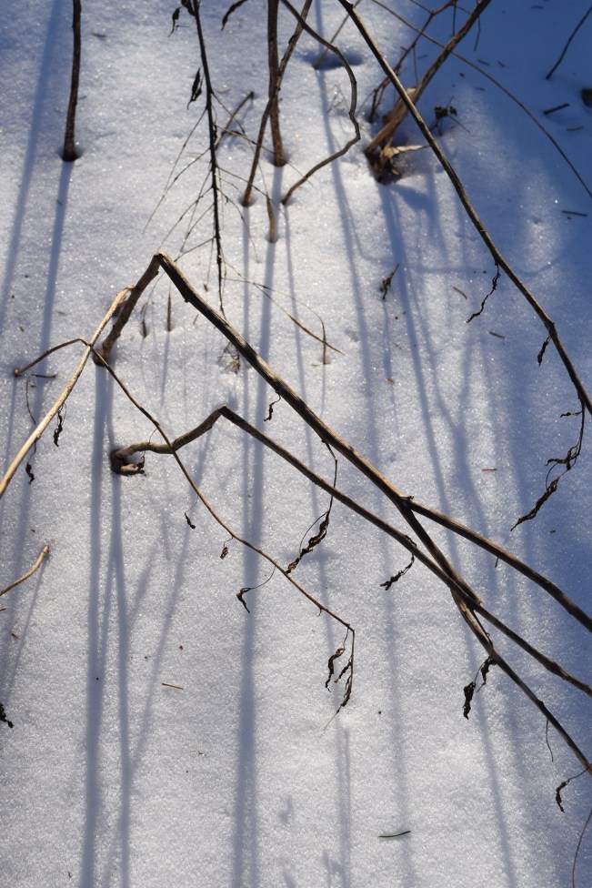 The sun is low on the horizon in the winter producing long shadows from short herbaceous stems. 