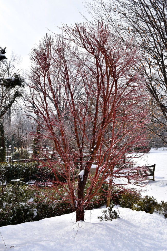Pruning the Coral Bark Maple produces more of the new young redder twigs. The family name for this tree is 'The Lobster Tree'