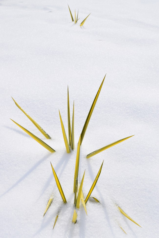 Yucca filamentosa 'Color Guard' putting on a brave show despite the snow