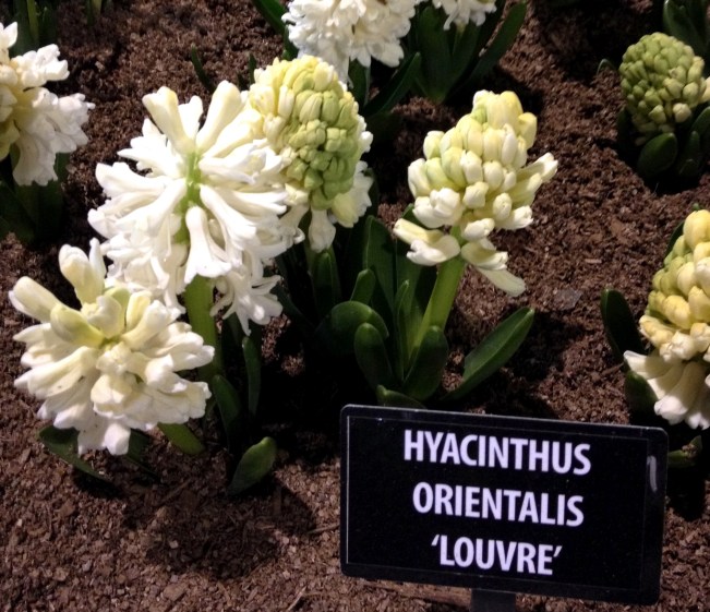 Hyacinth 'Louvre'