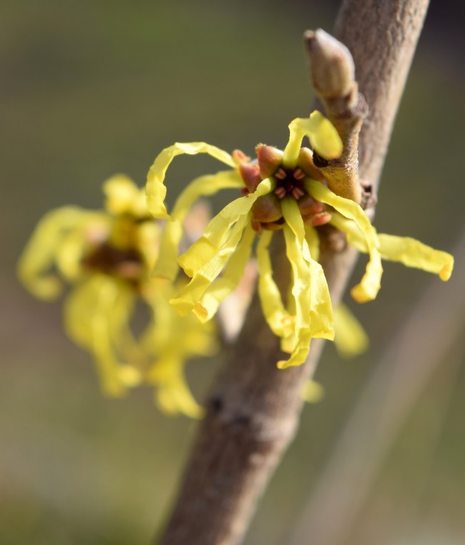Hamamelis x intermedia 'Angelly'