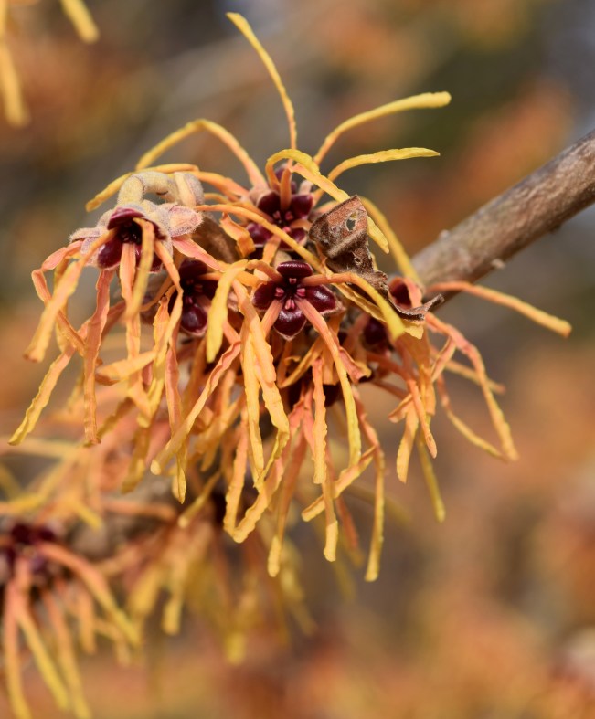 Hamamelis x intermedia 'Aurora' 