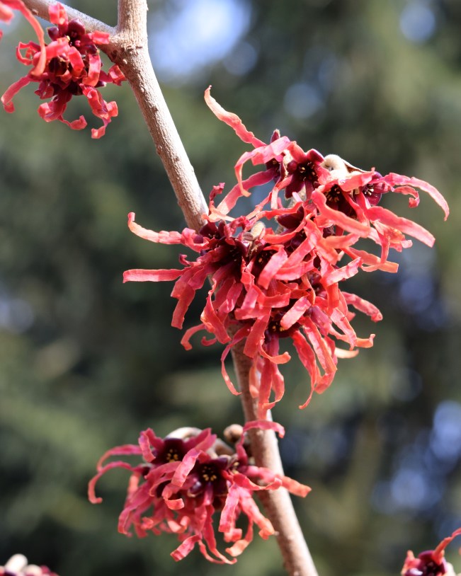 Hamamelis x intermedia 'Diane'