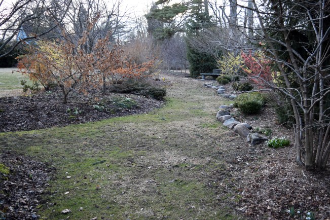 Witch hazels along the Winter Walk at Northview