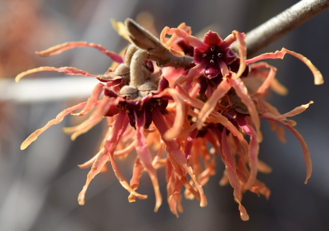 Hamamelis x intermedia 'Feuerzauber' - Magic Fire