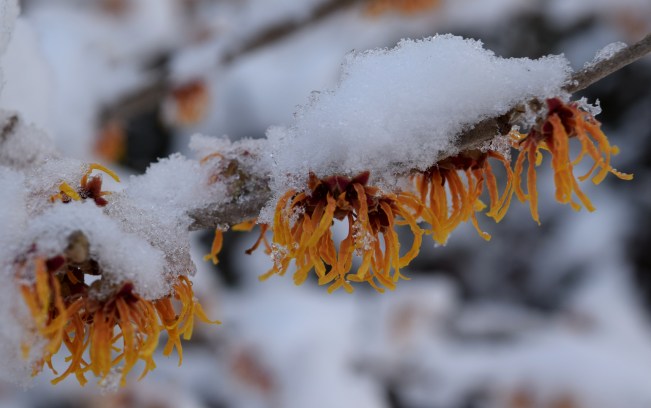 Hamamelis x intermedia 'Jelena' in the snow