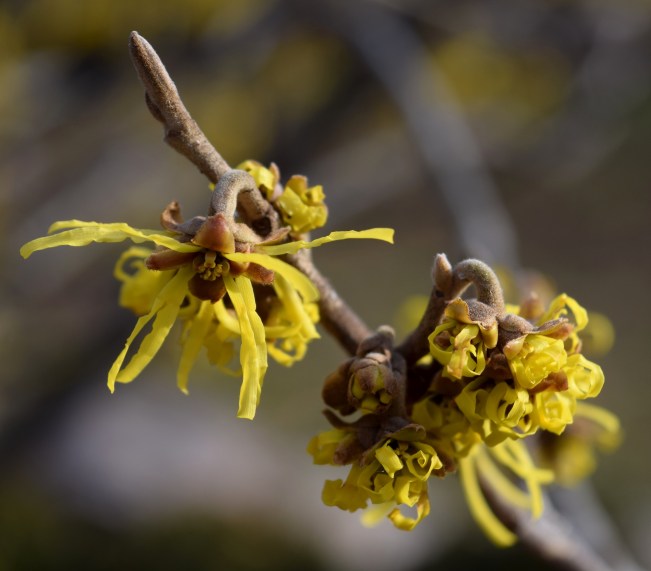 Hamamelis x intermedia 'Pallida'