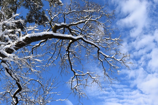American Persimmon - Diospyros virginiana in the snow