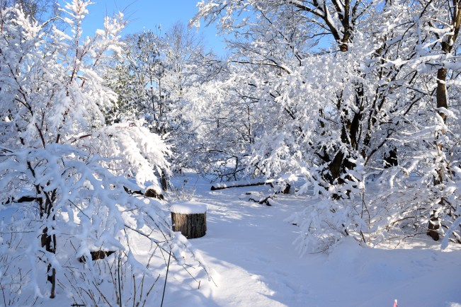Late season snowstorm is beautiful but enough is enough- this is March 21st! Wasn't I meant to be planting some peas?