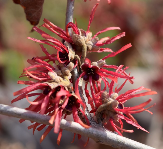 Hamamelis x intermedia 'Twilight'