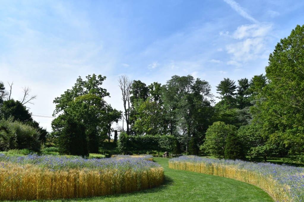 Chanticleer Public Garden, Wayne, PA, USA. Ribbons of blue cornflowers in serpentine patterns