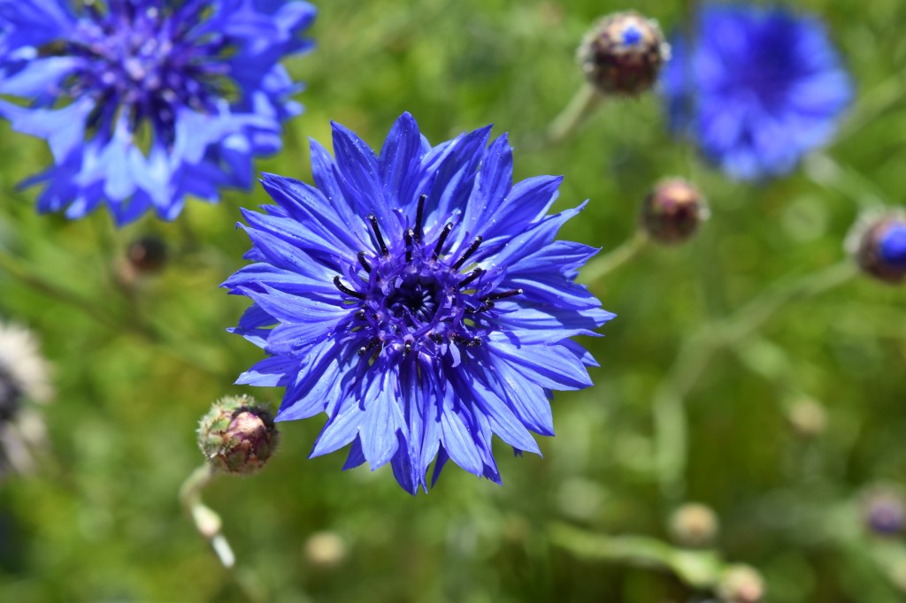 Fresh, bright blue Cornflower, Centaurea cyanus, is a popular cool season annual