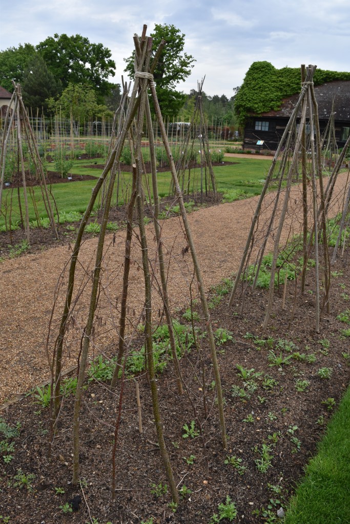 The Trial Garden at Wisley in May with tiny green seedlings of wildflower flowers. Twiggy plant structures for future growth of flowers outside a building. 