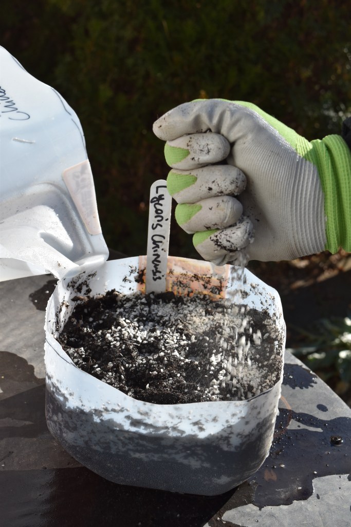A hand with a garden glove sprinkling small white grit over the planted seedlings