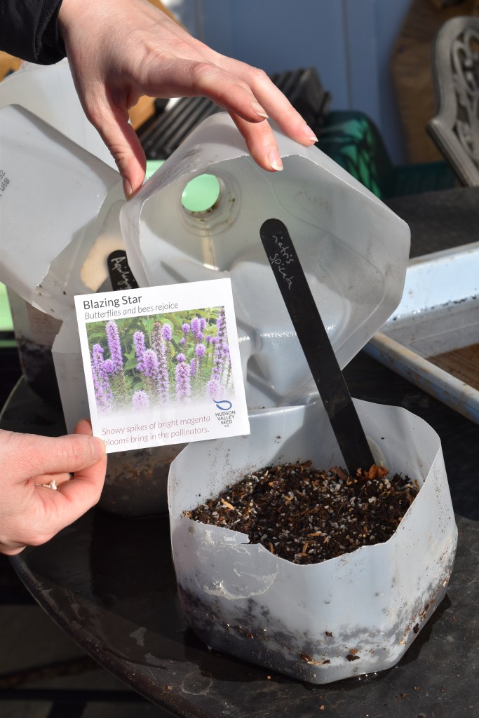 Blazing star seed packet and a milk jug of potting compost ready for winter seed sowing