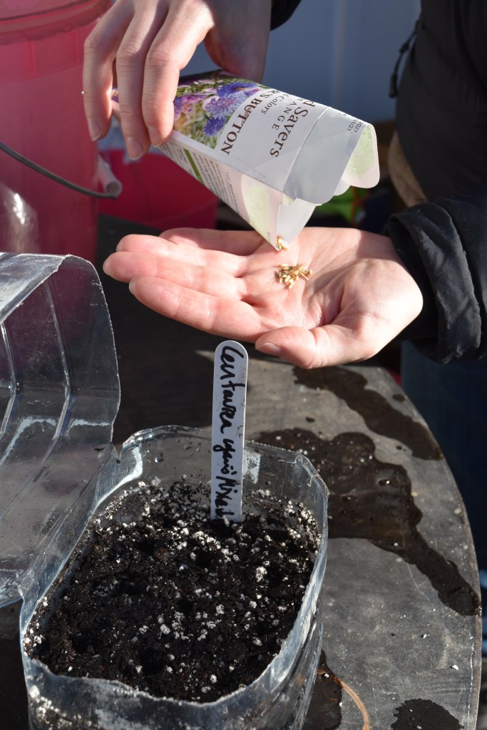 A hand holds seeds and ready to be planted in the potting soil