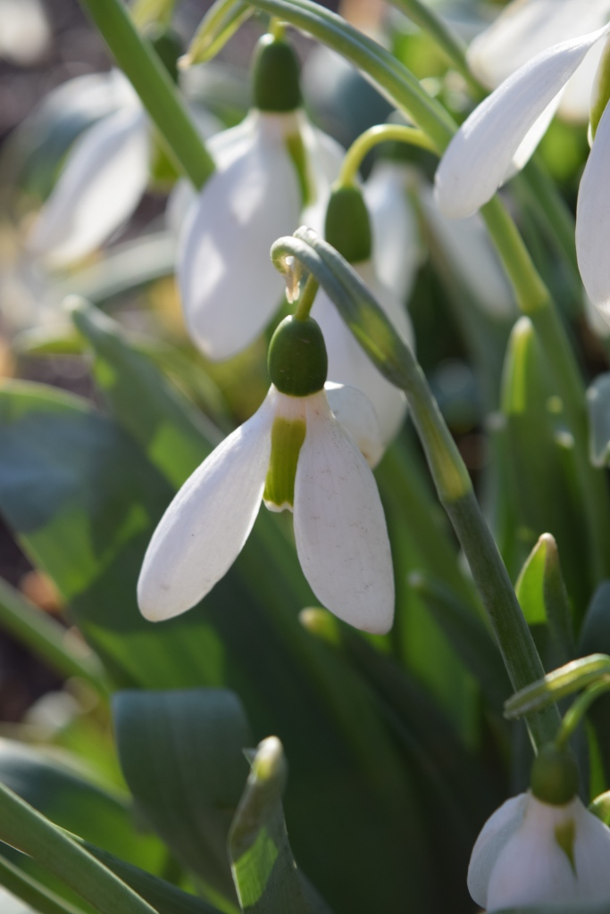 A single snowdrop - white and green dangling flower in a winter garden