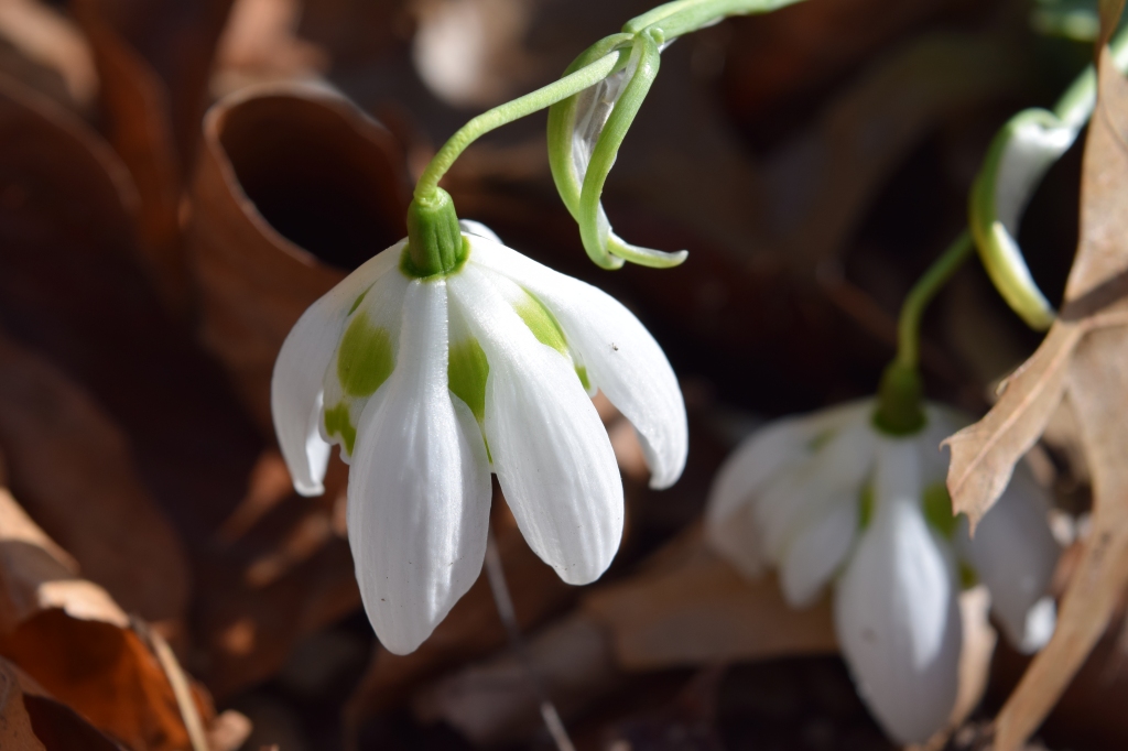 A double white and green snowdrop flower that flowers in winter