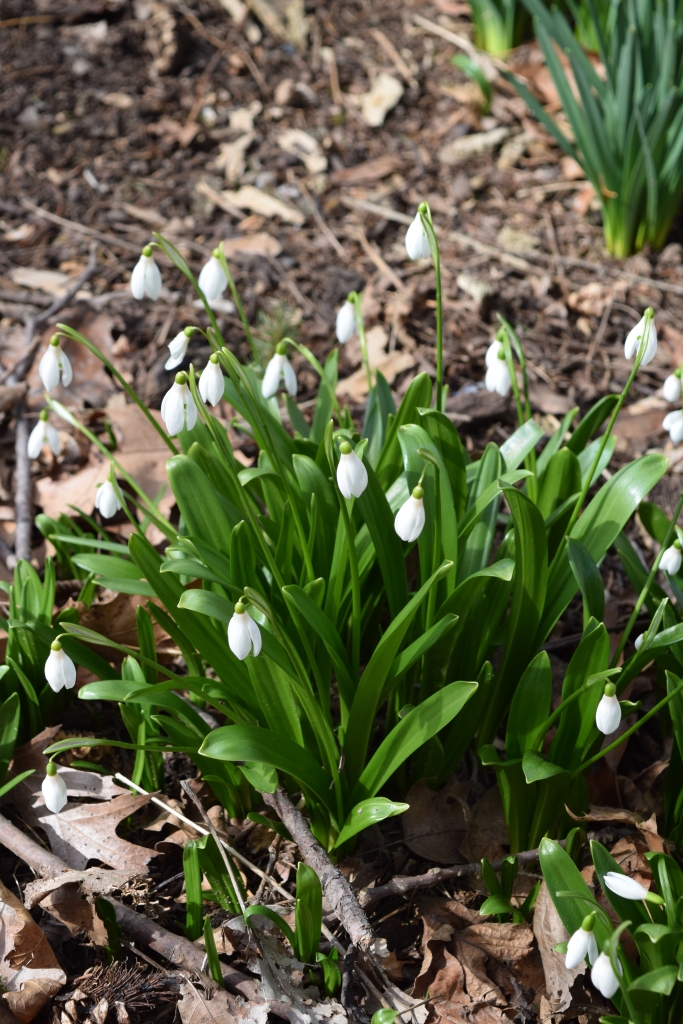 A white flowers and green leaved clump of Galanthus woronowii in a winter garden - Northview, PA