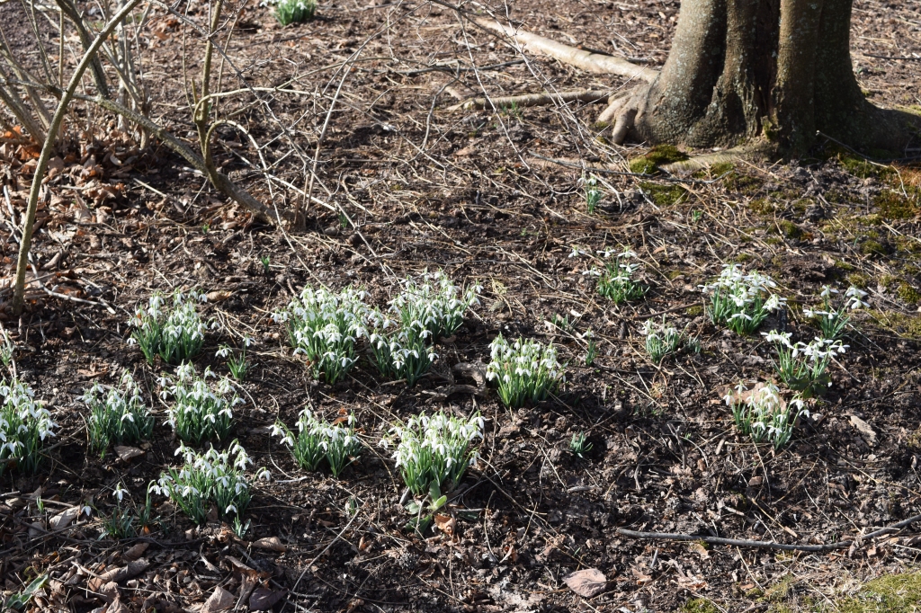 Patches of snowdrops under a deciduous tree in winter