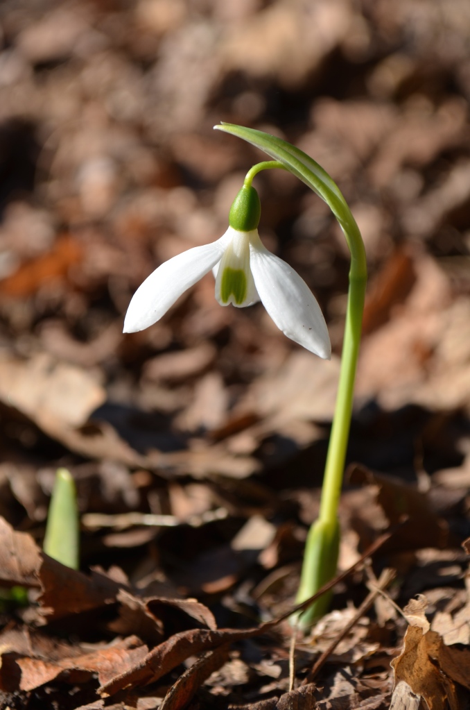 One white and green snowdrop with a mulch of brown deciduous leaves