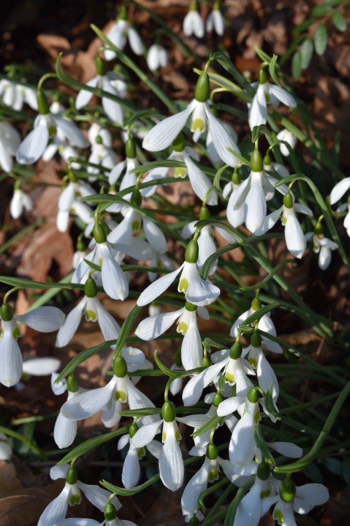 A group of white and green snowdrops on a bank