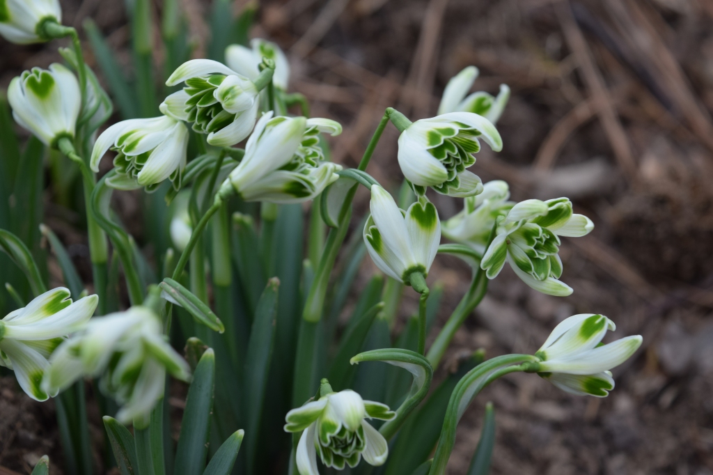 The crazy curled green and white flower of Galanthus Blewbury Tart