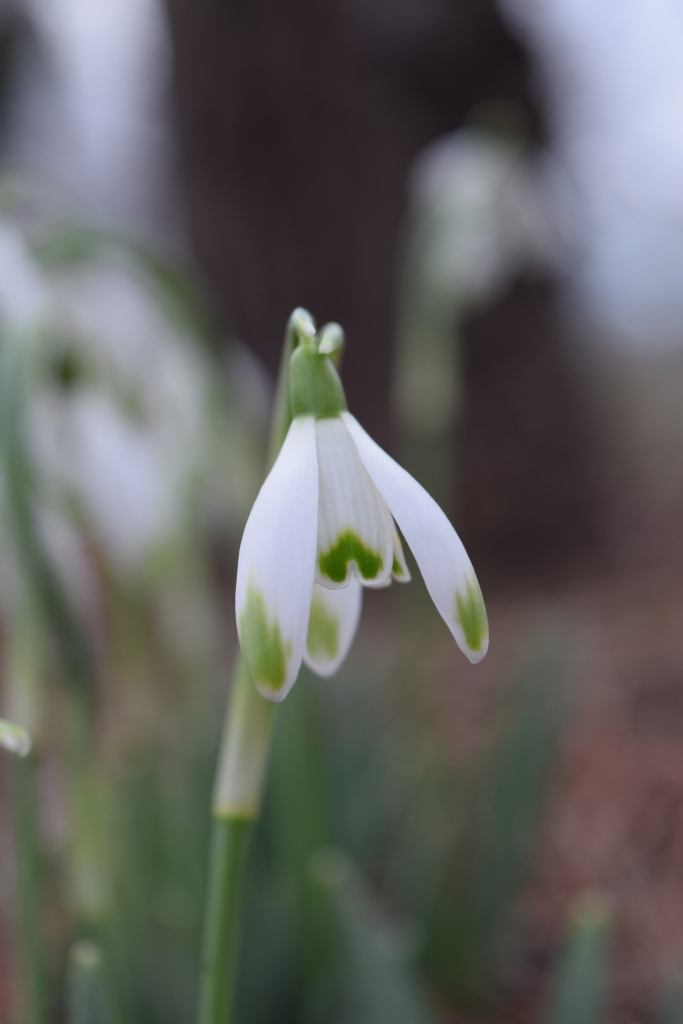 Snowdrop - white winter flower with green markings. This is Galanthus nivalis Viridapice